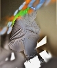 Traits d’Union – Paris et l’art contemporain arabe : Sieges, 2010, photographie, 100 x 70cm 