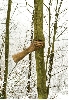 Rétrospective Giuseppe Penone : Alpes maritimes – Il poursuivra sa croissance sauf en ce point. 1968, oeuvre installée en 2000, © Archivio Penone