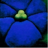 Clotilde Fava – Hermaphrodite : Clotilde Fava, Acrylique sur toile. 100x100