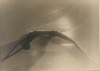 L’Europe des esprits ou la fascination de l’occulte, 1750-1950 : Frantisek Drtikol, L'Âme, 1930 Frantisek Drtikol, L'Âme, 1930, épreuve sur papier aux encres grasses, impression en demi-ton 29,4 x 22,7 cm. © Collection Société française de photographie. Photo: D.R. 