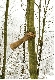 Rétrospective Giuseppe Penone