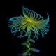 Miguel Chevalier : Fractal Flowers in vitro 2009