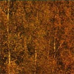 Emily Richardson : Aspect