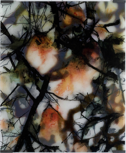 Carole Benzaken - Oui, l'homme est un arbre des champs : Magnolias 2, 2013 - Encre de chine et crayons de couleurs sur calque inclus dans du verre - 120 x 100 cm, Courtesy Galerie Nathalie Obadia, Paris/Bruxelles 
