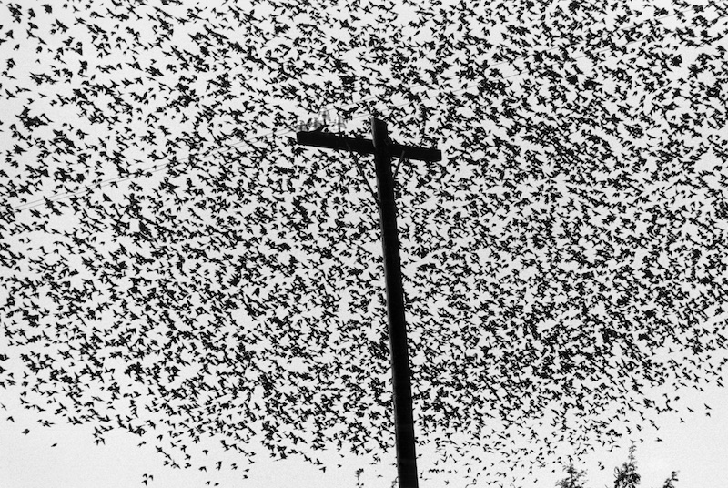 Graciela Iturbide. Heliotropo 37 : Pájaros en el poste de luz, Carretera a Guanajuato, México, 1990, Tirage gélatino-argentique Silver gelantine print