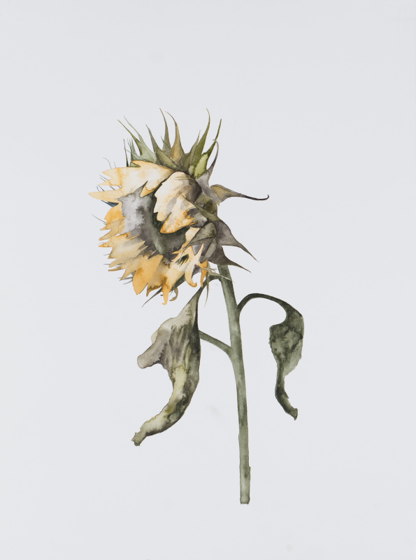 Sunflower 1, 2019, aquarelle sur papier, 67 x 50 cm.  (Courtesy of Espace Art Absolument)